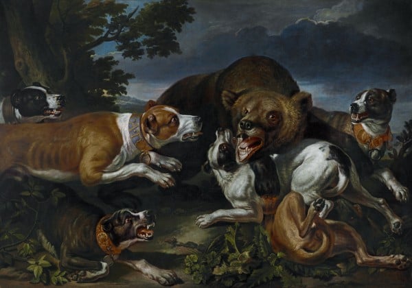 Hunde hetzen einen Bären