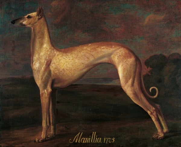 Jagdhund Manillia