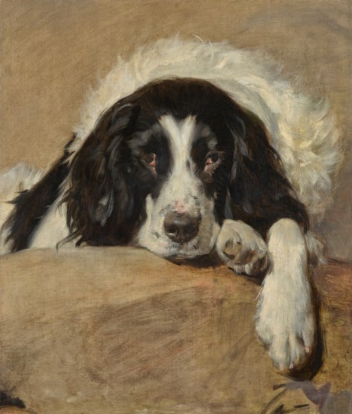 Kopf des Hundes Neptun