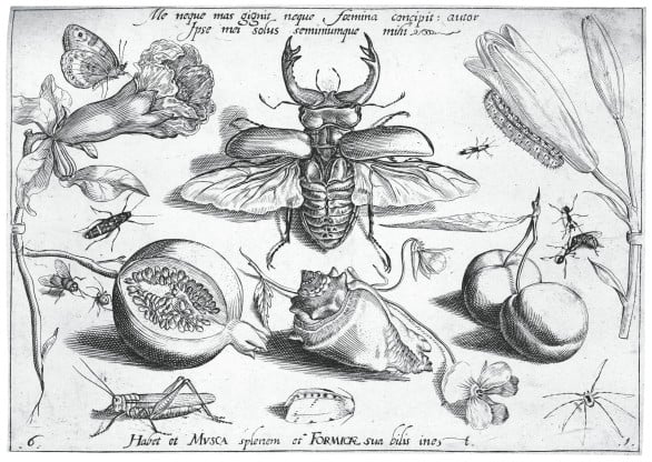 Kabinettminiatur mit Lililien, Pfirsich, Pflanzen und Insekten, Blatt 8 aus den: Archetypa studiaque patris Georgii Hoefnagelii
