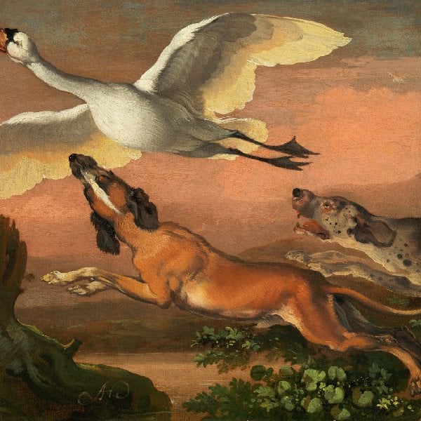 Zwei Jagdhunde scheuchen einen Schwan auf