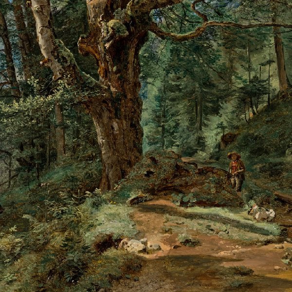 Eine Buche bei Ischl